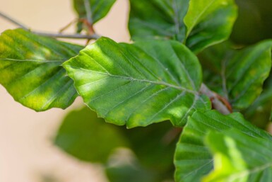 Fagus sylvatica baliveau 10/12