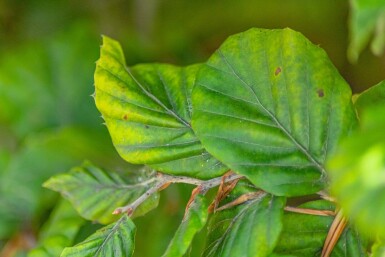 Fagus sylvatica baliveau 10/12