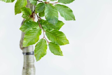 Fagus sylvatica cépée