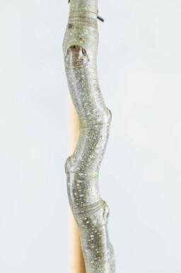 Fagus sylvatica cépée 200-250