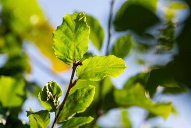 Fagus sylvatica espalier