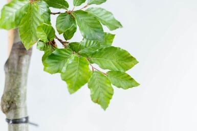Fagus sylvatica espalier