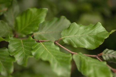 Fagus sylvatica espalier