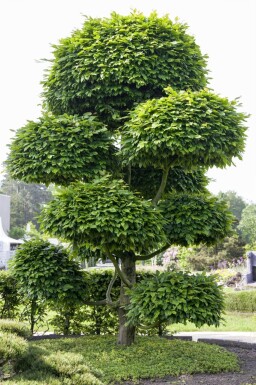 Fagus sylvatica espalier