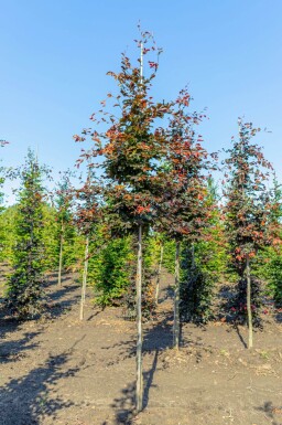 Fagus sylvatica 'Atropunicea' haute-tige 8/10