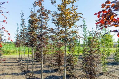 Fagus sylvatica 'Atropunicea' haute-tige 8/10