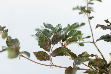 Fagus sylvatica 'Atropunicea' haute-tige 8/10