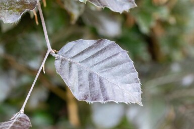Fagus sylvatica 'Atropunicea' haute-tige 8/10