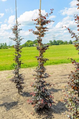 Fagus sylvatica 'Atropunicea' baliveau 6-8