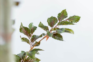 Fagus sylvatica 'Atropunicea' baliveau 6-8