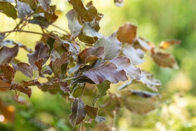 Fagus sylvatica 'Atropunicea' baliveau 6-8
