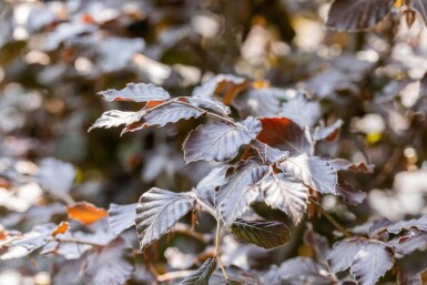 Fagus sylvatica 'Atropunicea' baliveau 6-8