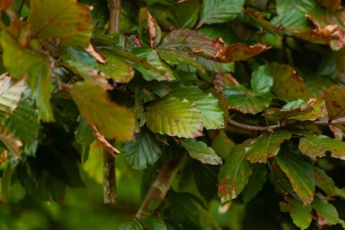 Fagus sylvatica 'Atropunicea' cépée