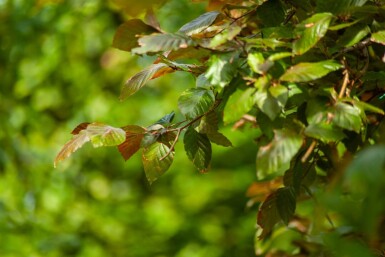 Fagus sylvatica 'Atropunicea' cépée