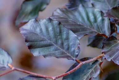 Fagus sylvatica 'Atropunicea' cépée