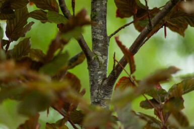 Fagus sylvatica 'Atropunicea' cépée