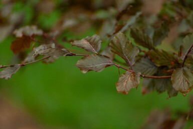 Fagus sylvatica 'Atropunicea' cépée