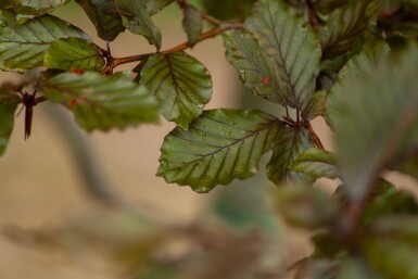 Fagus sylvatica 'Atropunicea' cépée