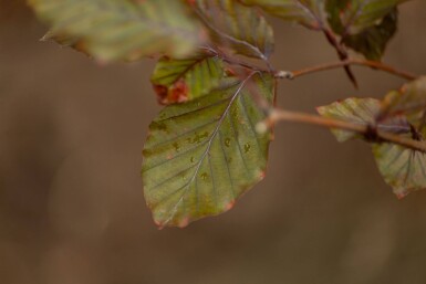 Fagus sylvatica 'Atropunicea' cépée