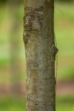 Fagus sylvatica 'Atropunicea' cépée