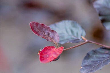 Fagus sylvatica 'Atropunicea' espalier