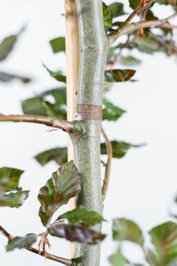 Fagus sylvatica 'Atropunicea' espalier