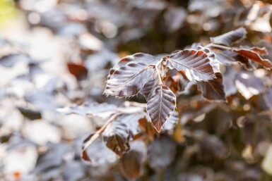 Fagus sylvatica 'Atropunicea' espalier