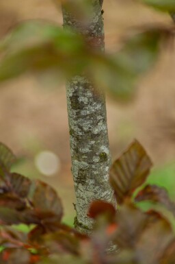 Fagus sylvatica 'Atropunicea' espalier