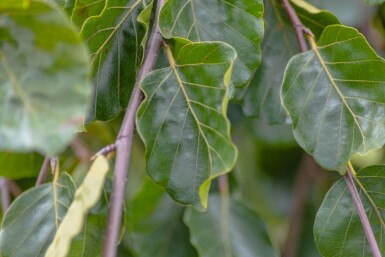 Fagus sylvatica 'Pendula' haute-tige