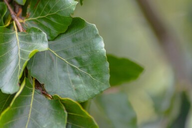 Fagus sylvatica 'Pendula' haute-tige