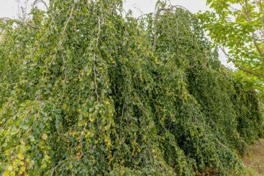 Fagus sylvatica 'Pendula' port pleureur 12/14