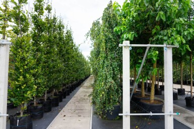 Fagus sylvatica 'Pendula' port pleureur 12/14