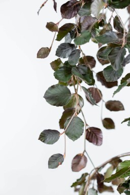 Fagus sylvatica 'Purple Fountain' baliveau 4-6
