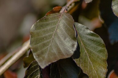 Fagus sylvatica 'Purple Fountain' baliveau 4-6