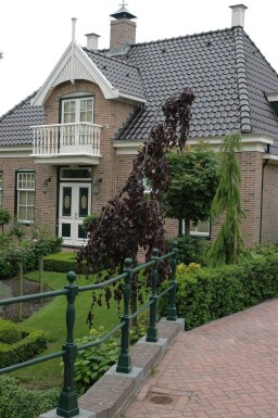 Fagus sylvatica 'Purple Fountain' baliveau 4-6