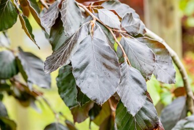 Fagus sylvatica 'Purple Fountain' baliveau 4-6