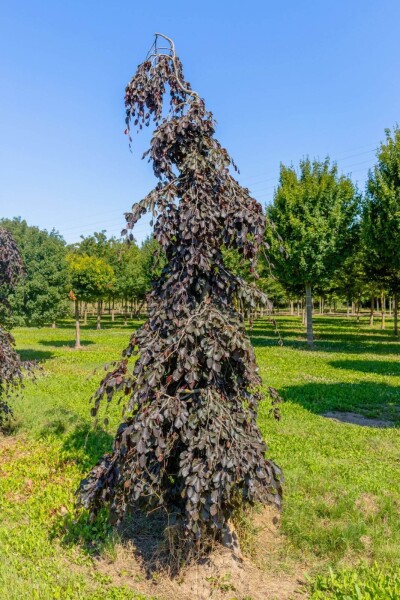 Fagus sylvatica 'Purple Fountain' port pleureur 12/14