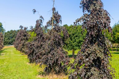 Fagus sylvatica 'Purple Fountain' port pleureur 12/14