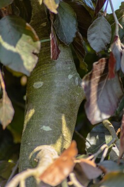 Fagus sylvatica 'Purple Fountain' port pleureur 12/14