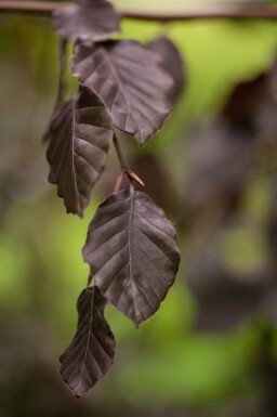Fagus sylvatica 'Purple Fountain' port pleureur 12/14