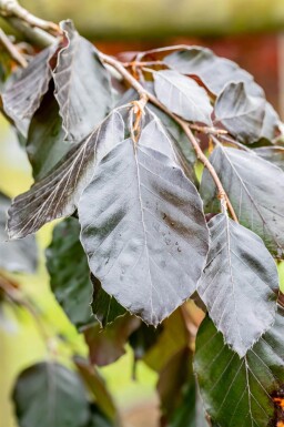 Fagus sylvatica 'Purple Fountain' port pleureur 12/14