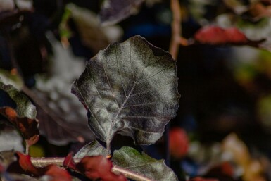 Fagus sylvatica 'Purpurea Pendula' haute-tige 12/14