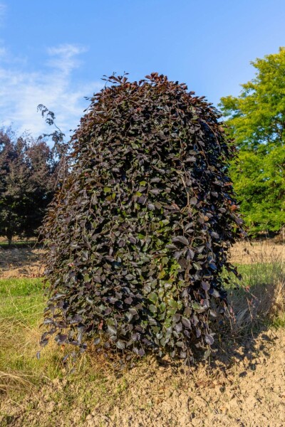 Fagus sylvatica 'Purpurea Pendula' port pleureur 120cm tronc