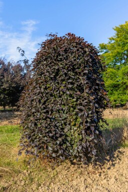 Fagus sylvatica 'Purpurea Pendula' port pleureur 120cm tronc