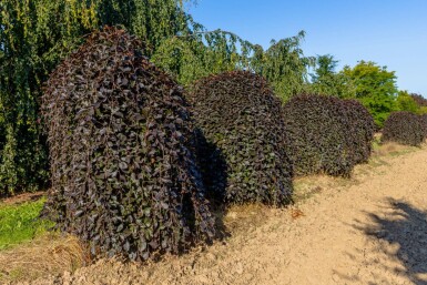 Fagus sylvatica 'Purpurea Pendula' port pleureur 120cm tronc