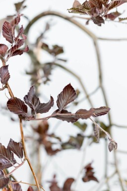 Fagus sylvatica 'Purpurea Pendula' port pleureur 120cm tronc