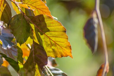 Fagus sylvatica 'Purpurea Pendula' port pleureur 120cm tronc