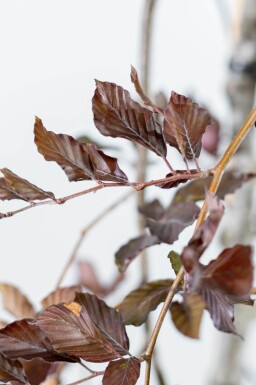 Fagus sylvatica 'Purpurea Pendula' port pleureur 120cm tronc
