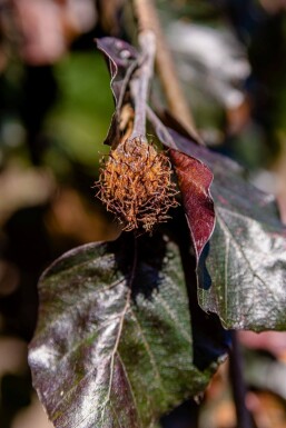Fagus sylvatica 'Purpurea Pendula' port pleureur 120cm tronc