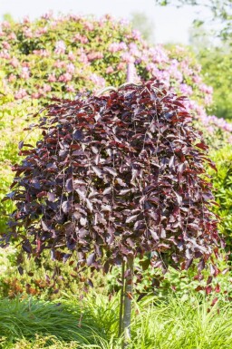 Fagus sylvatica 'Purpurea Pendula' port pleureur 120cm tronc